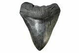Fossil Megalodon Tooth - South Carolina #168030-2